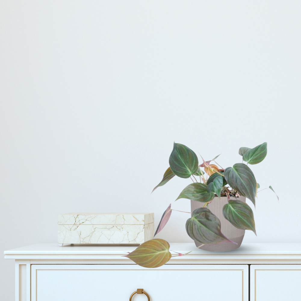 Philodendron Scandens Micans - ⭥25cm