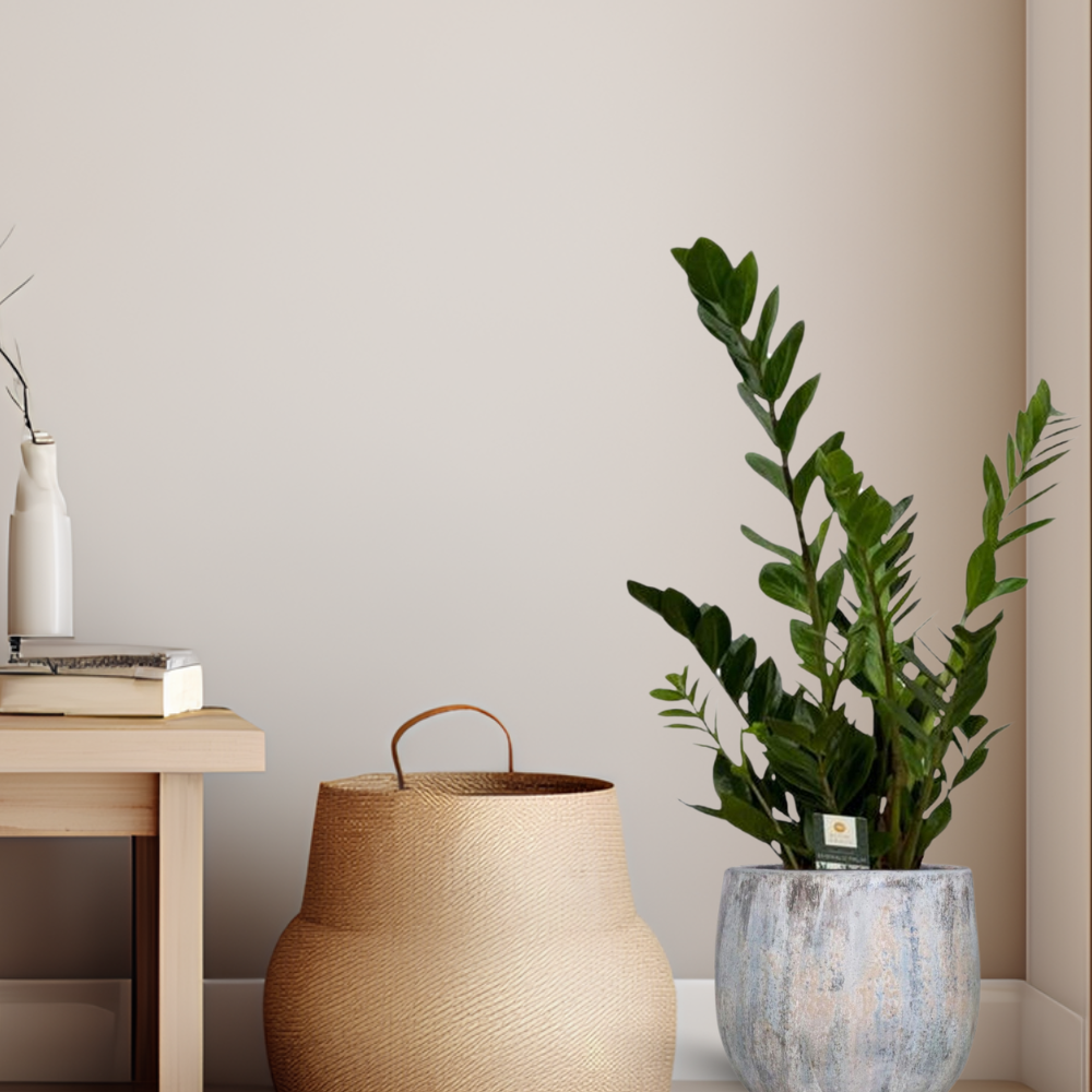 Zamioculcas Zamiifolia - "Glücksfeder" - ⭥75cm