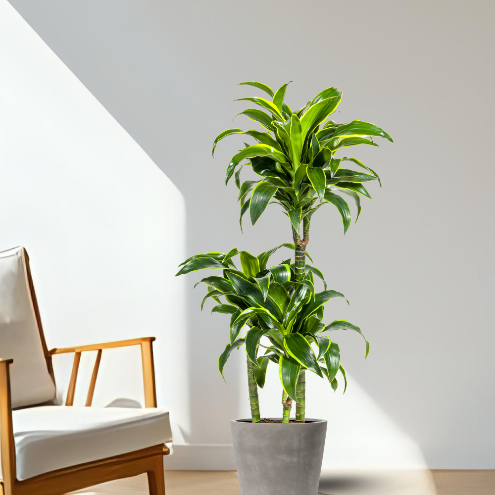 Dracaena Deremensis "Dorado" - ⭥110cm