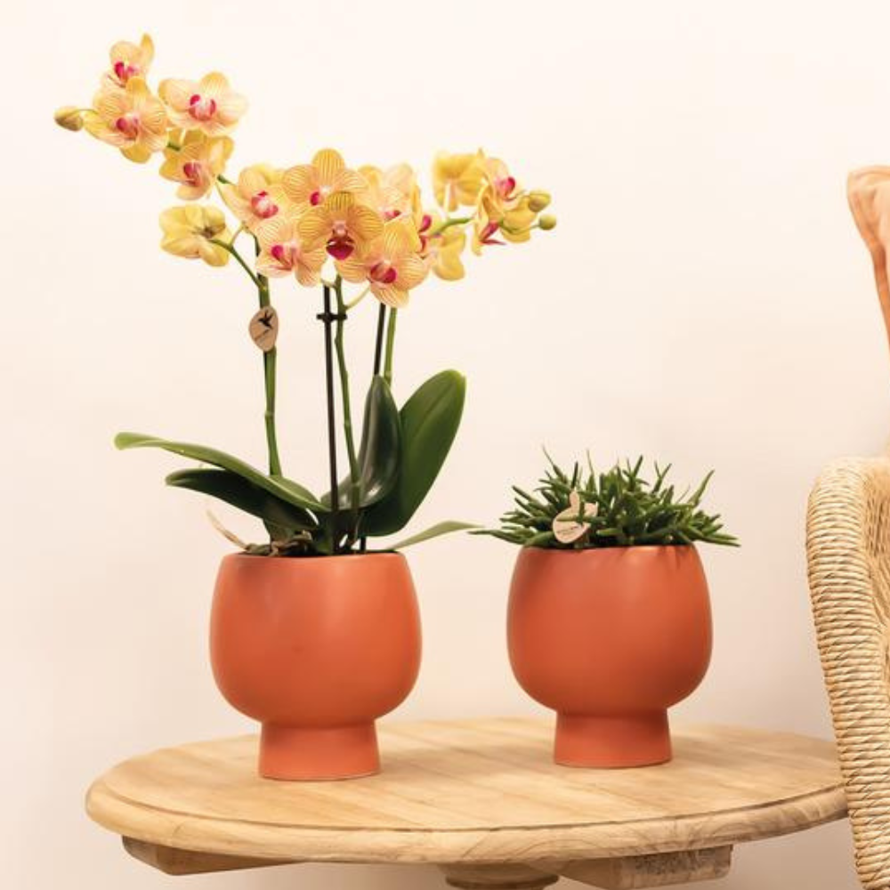 Orangene Orchidee "Jamaica" - ⭥35cm