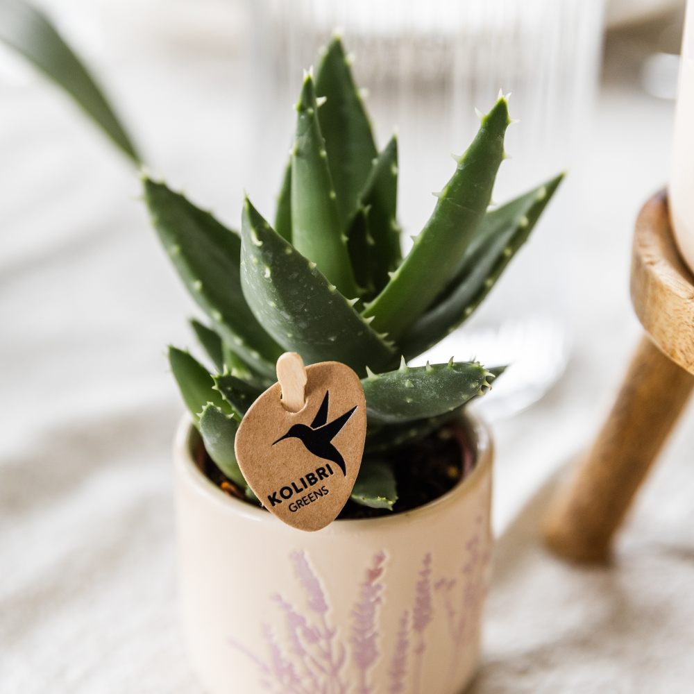 Sukkulente Aloe Brevifolia - "Kurzblättrige Aloe" - ⭥20cm
