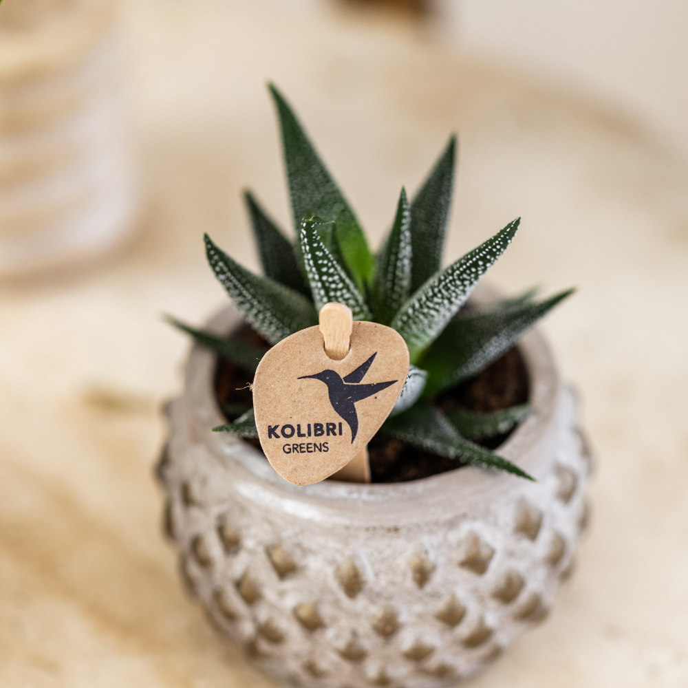 Sukkulente Haworthia "Royal Highnness" - ⭥11cm
