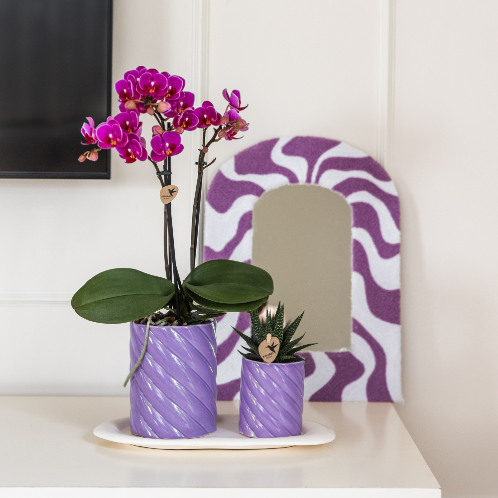 Lila Orchidee "Morelia" - ⭥35cm