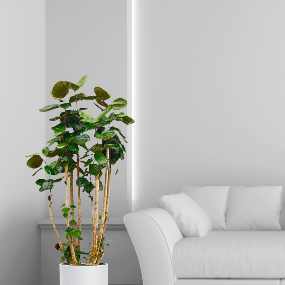 Polyscias Fabian - ⭥160cm