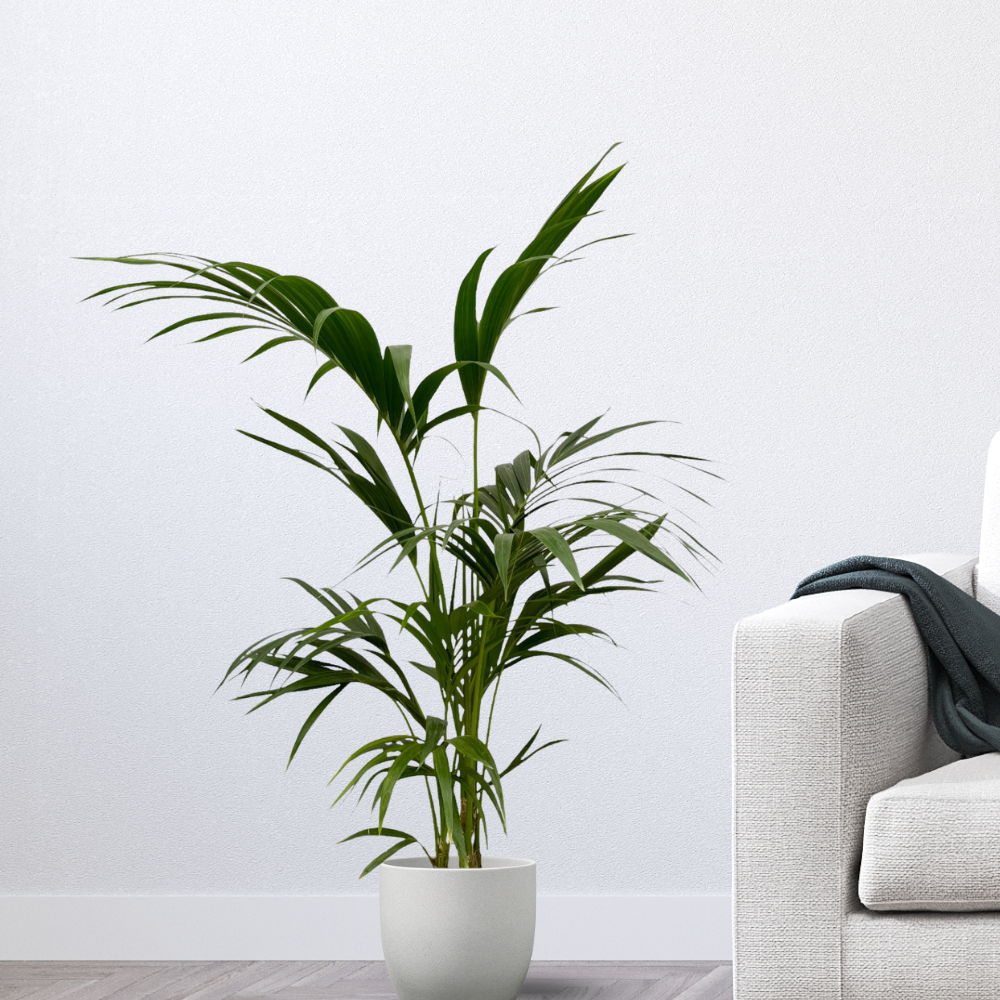 Howea Forsteriana - "Kentia Palme" - ⭥130cm