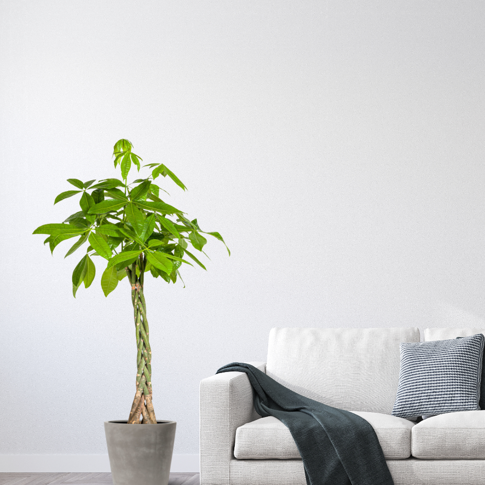 Pachira Aquatica - "Glückskastanie" - ⭥140cm