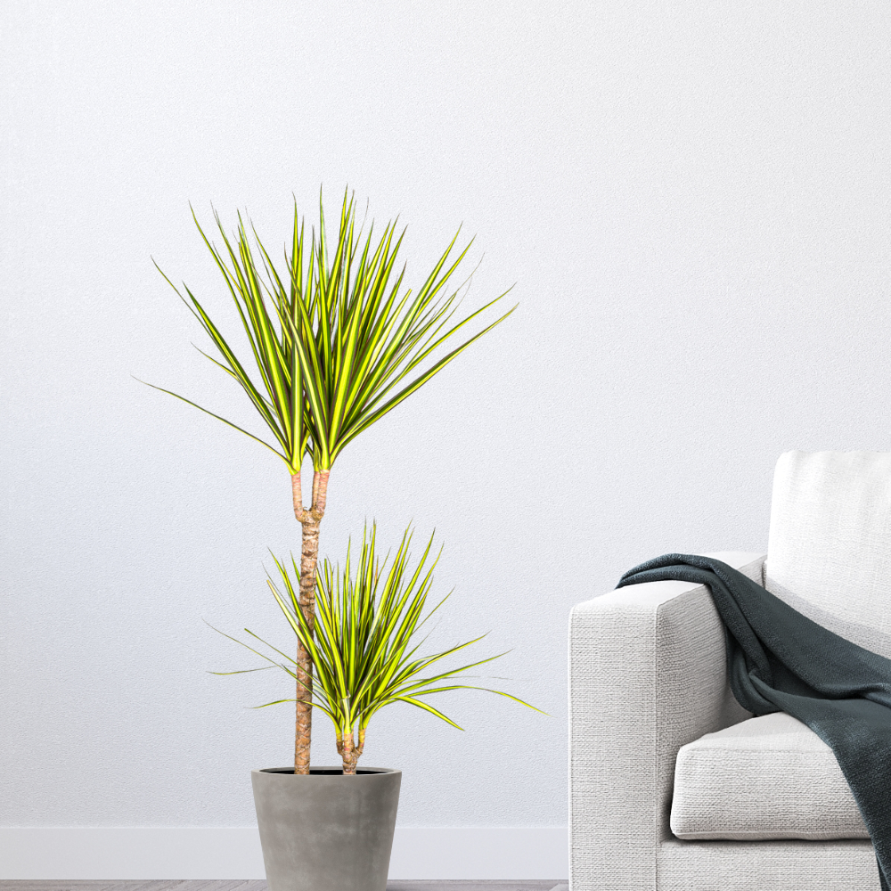 Dracaena Marginata "Sunray" - ⭥90cm