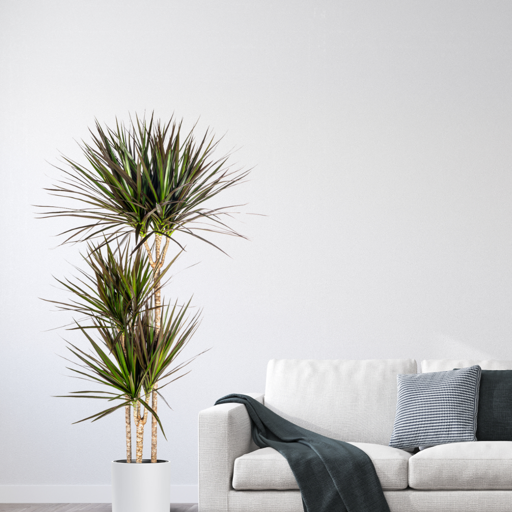Dracaena Marginata "Magenta" - ⭥140cm