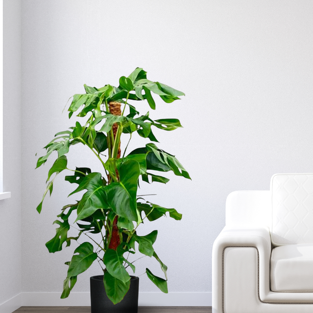 Monstera Pertusum - "Fensterblatt" am Moosstab - ⭥130cm