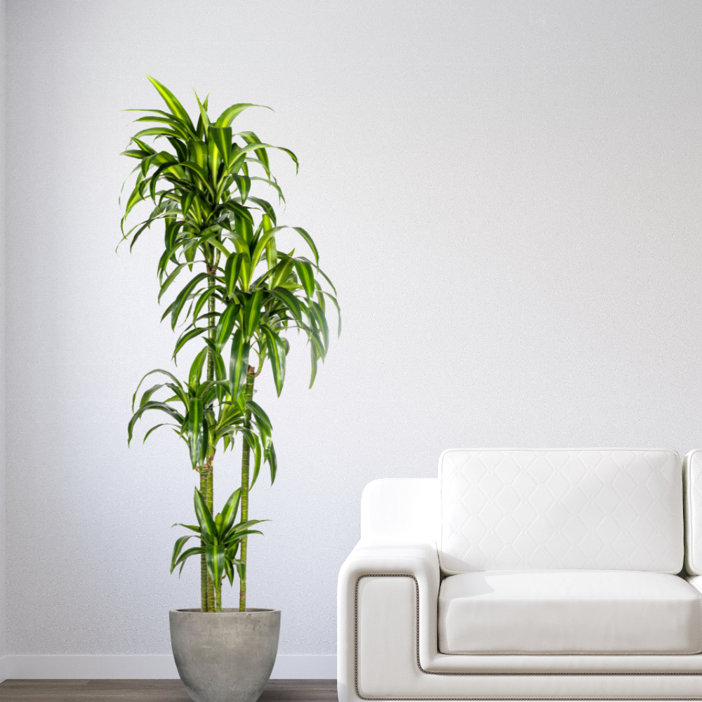 Dracaena Deremensis "Hawaiian Sunshine" - ⭥180cm