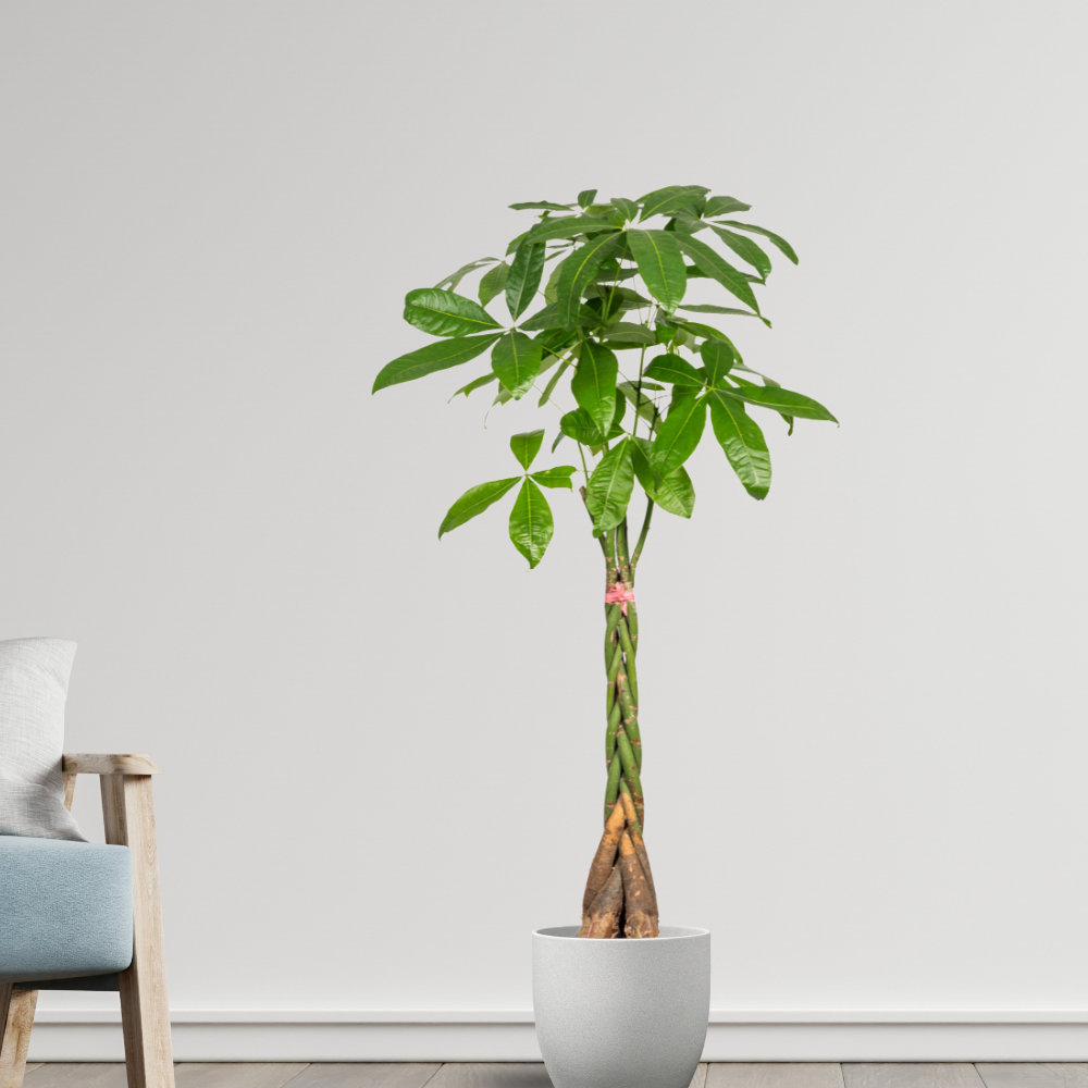 Pachira Aquatica - "Glückskastanie" - ⭥130cm