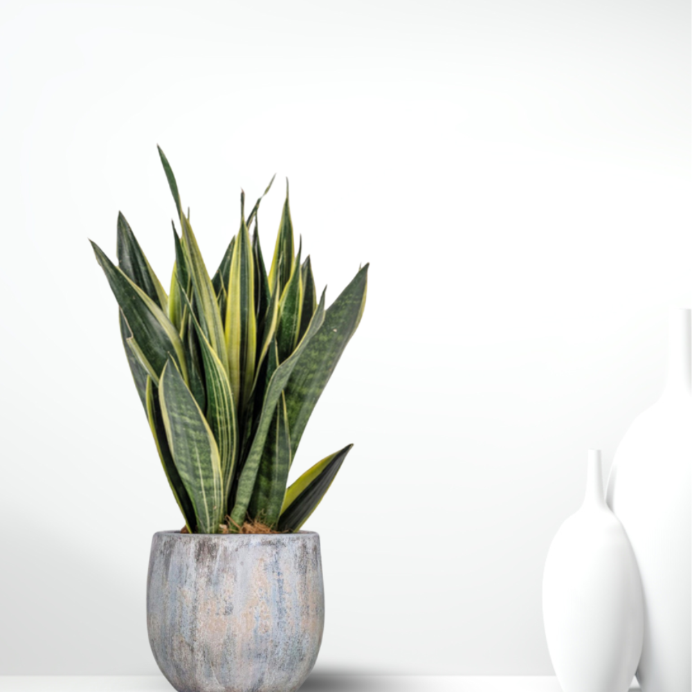 Sansevieria Trifasciata "Canary" - ⭥50cm
