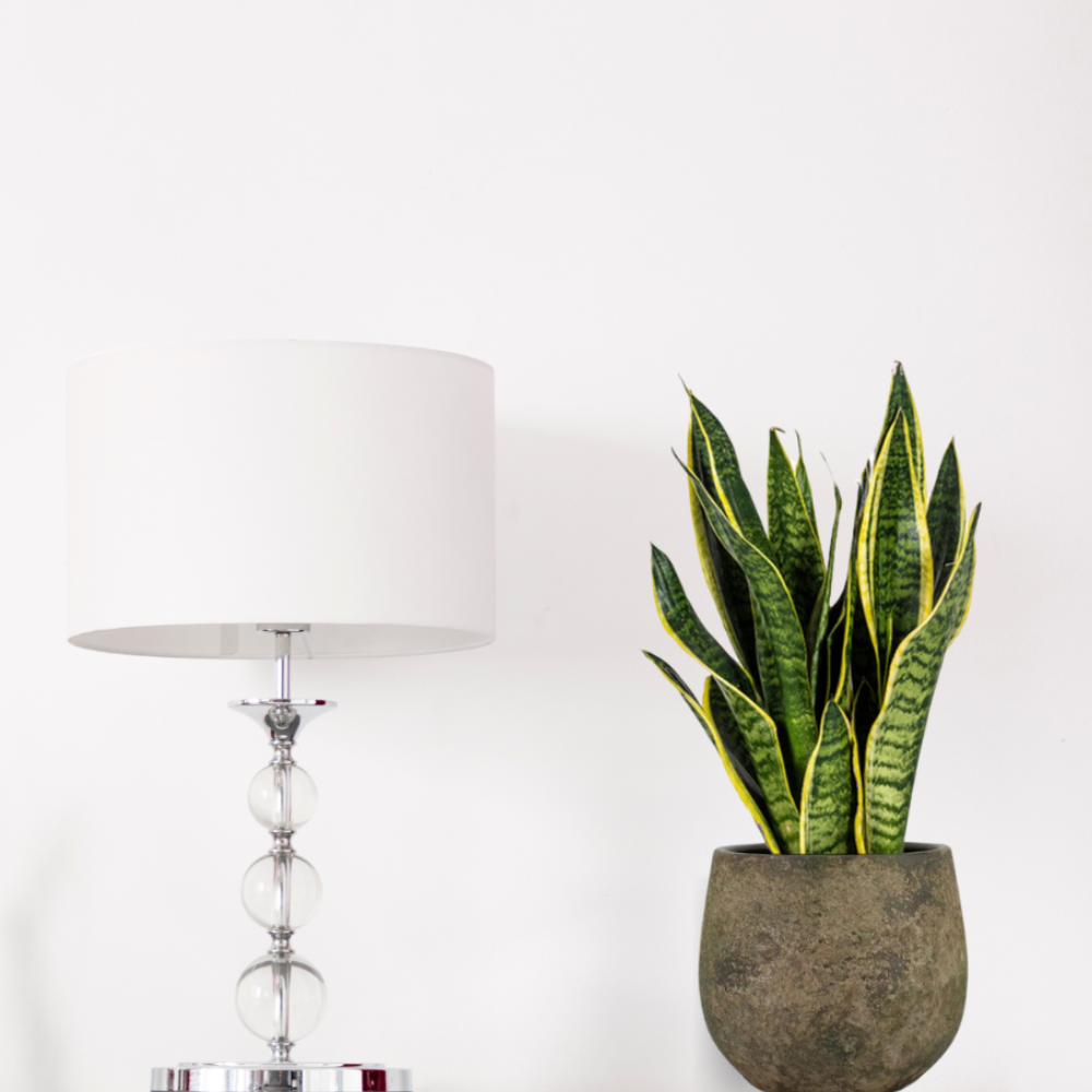 Sansevieria Trifasciata "Futura Superba" - ⭥50cm