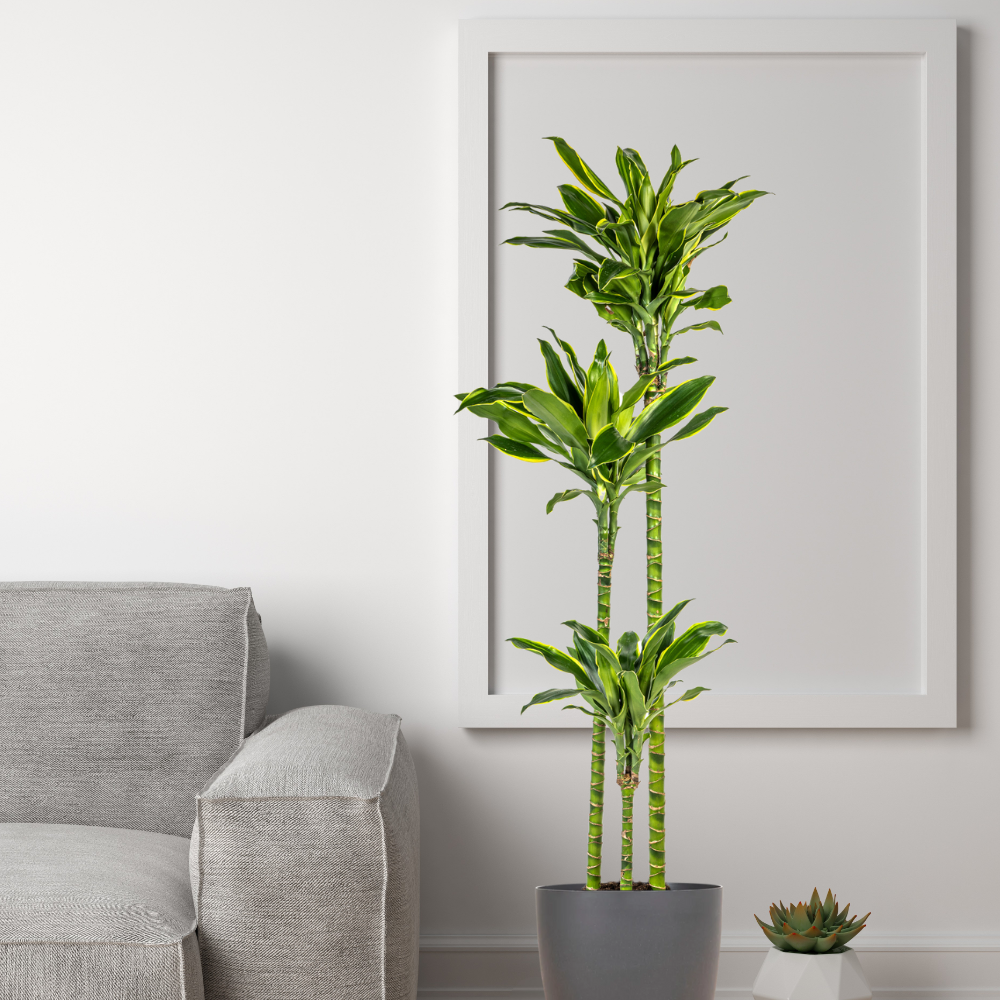 Dracaena Fragrans "Golden Coast" - ⭥140cm
