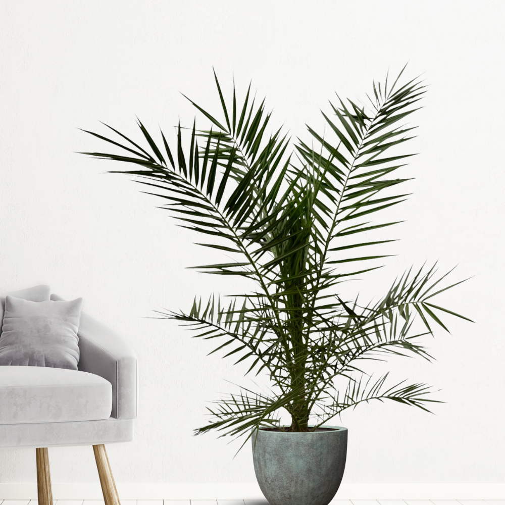 Phoenix Canariensis - "Kanarische Dattelpalme" - ⭥160cm