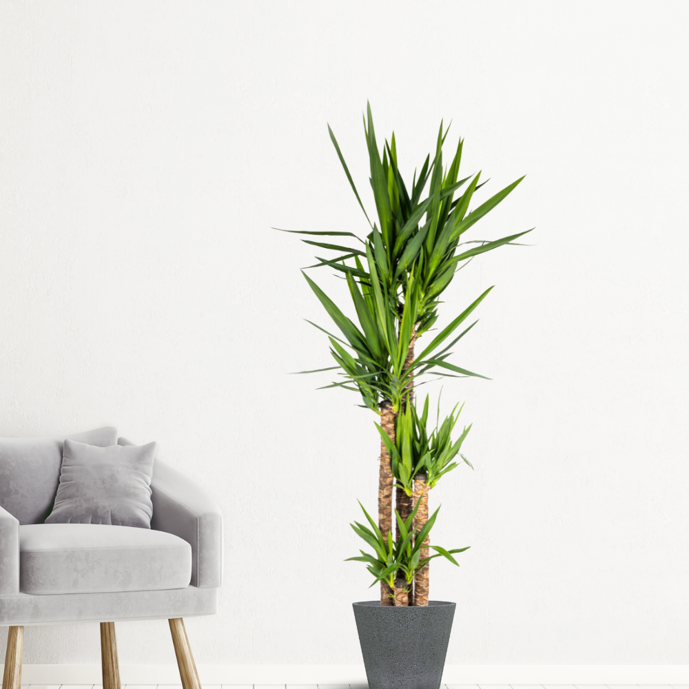 Yucca Elephantipes - "Palmlilie" - ⭥160cm