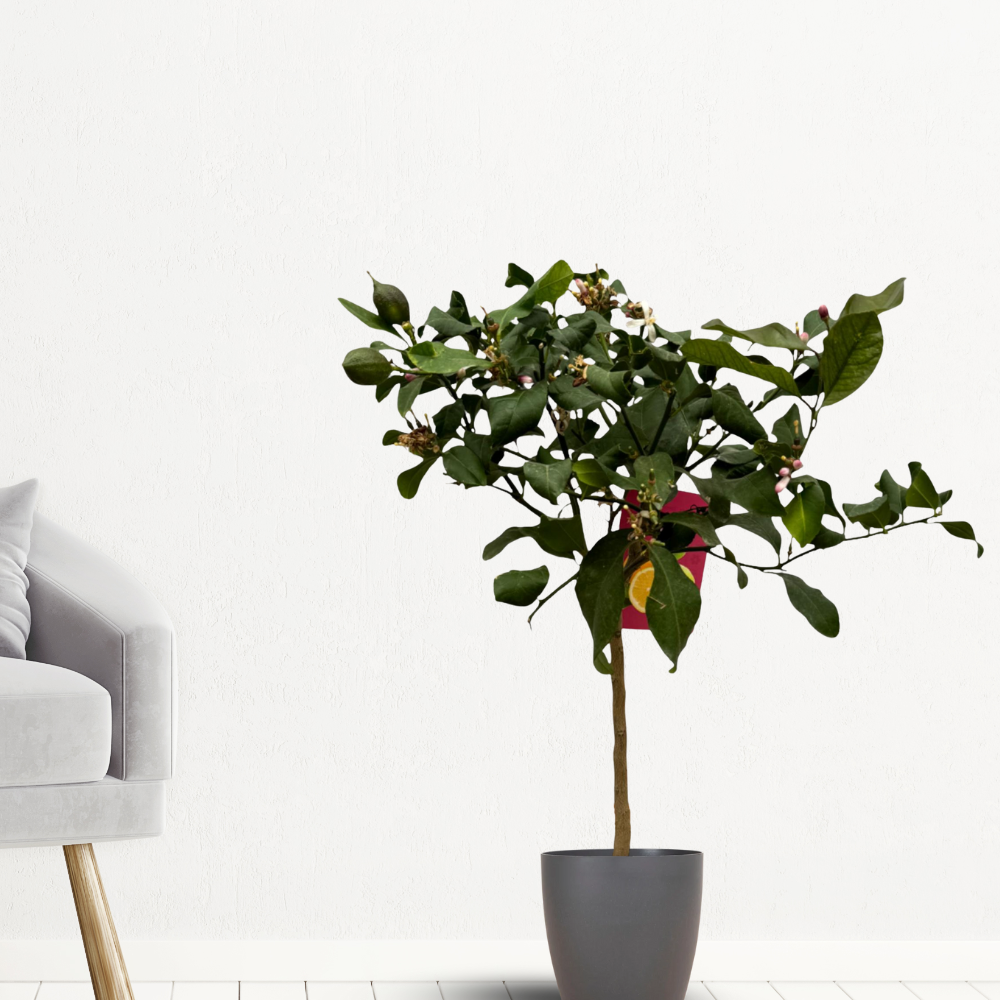 Citrus Calamondin - "Kalamondin-Zitrus" - ⭥80cm