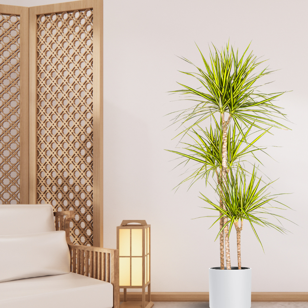 Dracaena Marginata "Sunray" - ⭥140cm