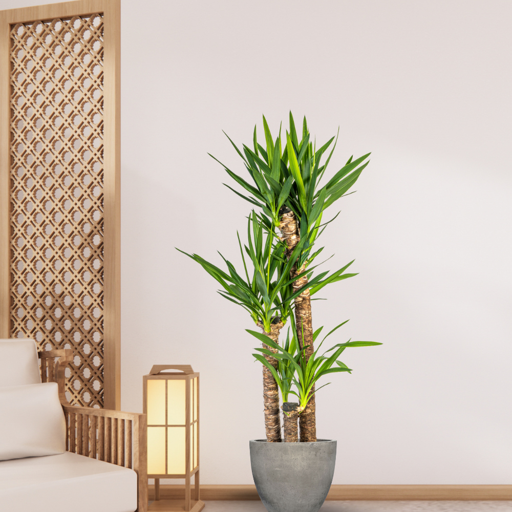 Yucca Elephantipes - "Palmlilie" - ⭥130cm