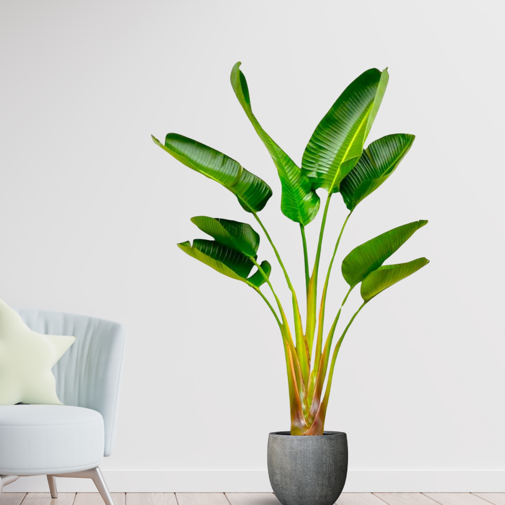 Strelitzia Augusta - "Weiße Paradiesvogelblume" - ⭥160cm