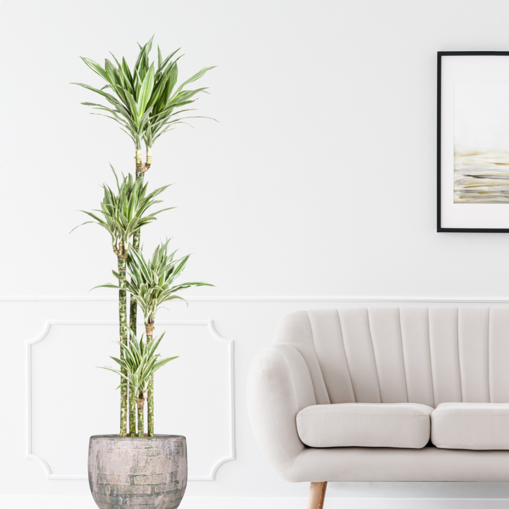 Dracaena Deremensis "White Stripe" - ⭥180cm