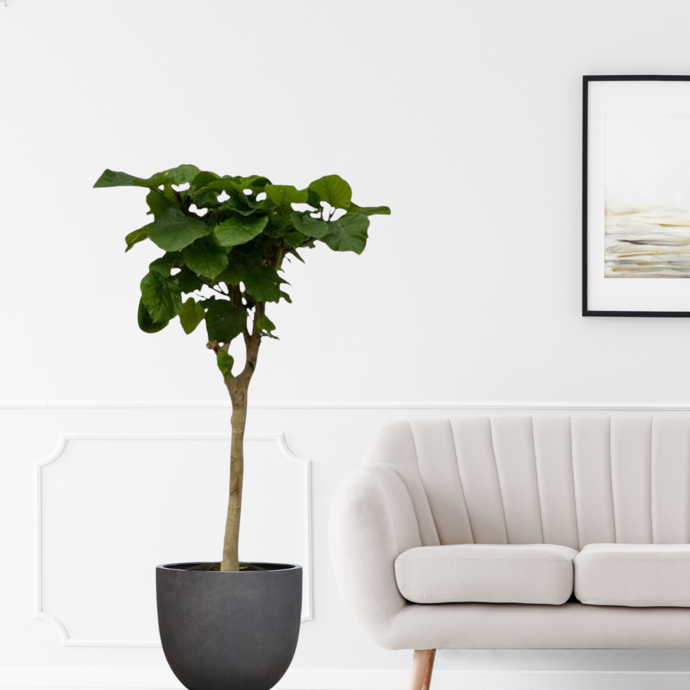 Ficus Umbellata - "Afrikanische Feige" - ⭥180cm