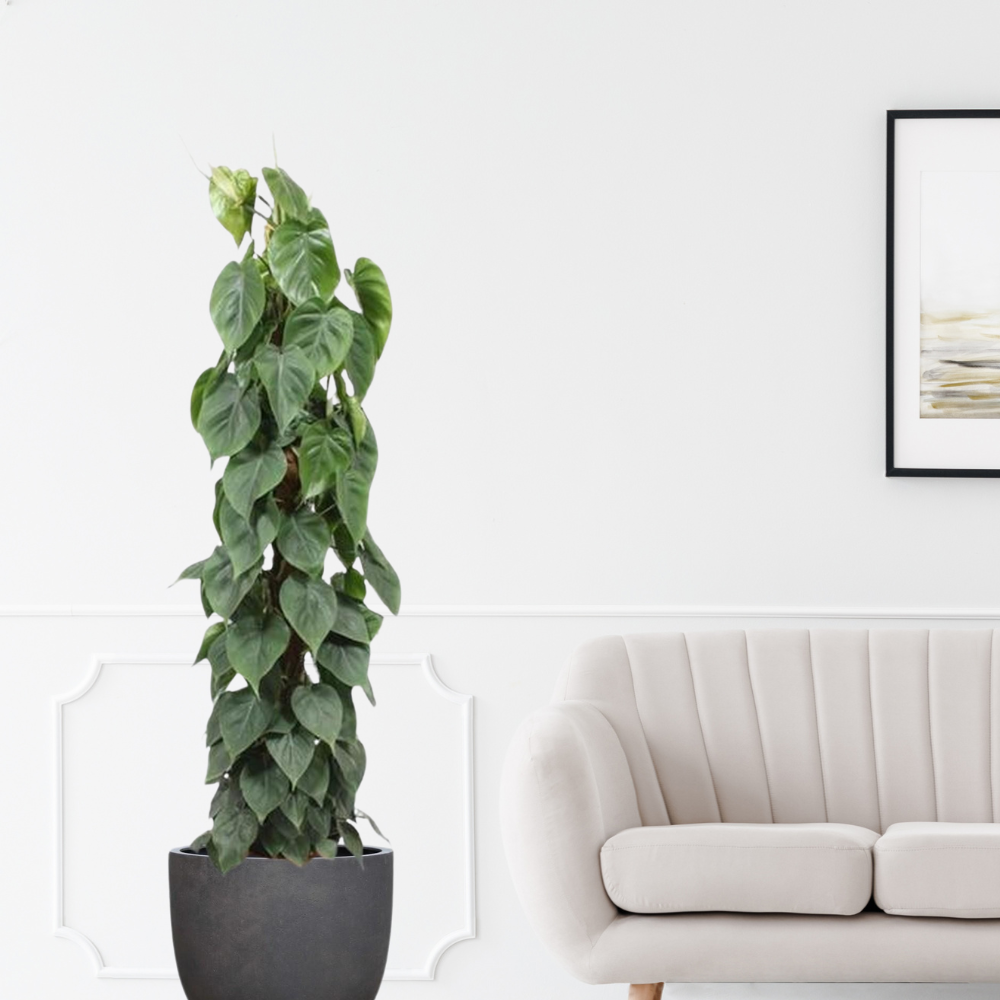 Philodendron Scandens - "Kletter-Philodendron" - ⭥150cm