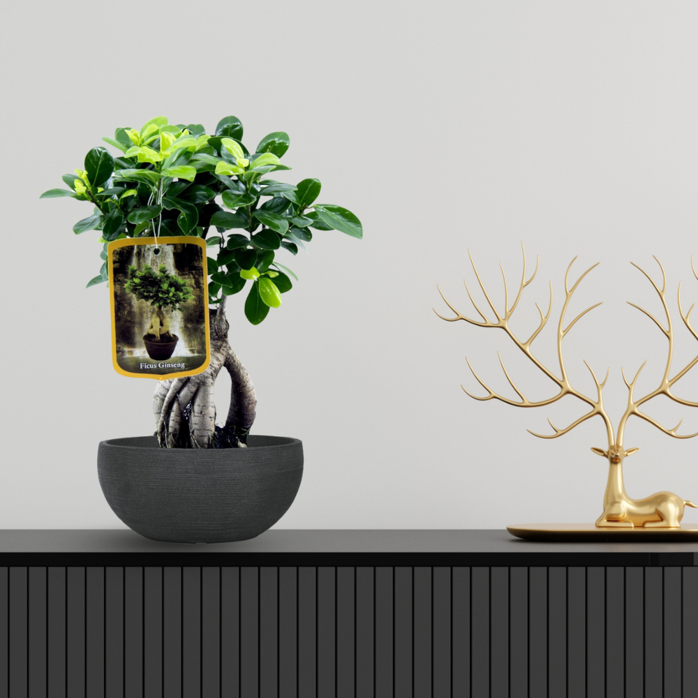 Ficus Microcarpa Ginseng - "Ginseng Feigenbaum" - ⭥30cm