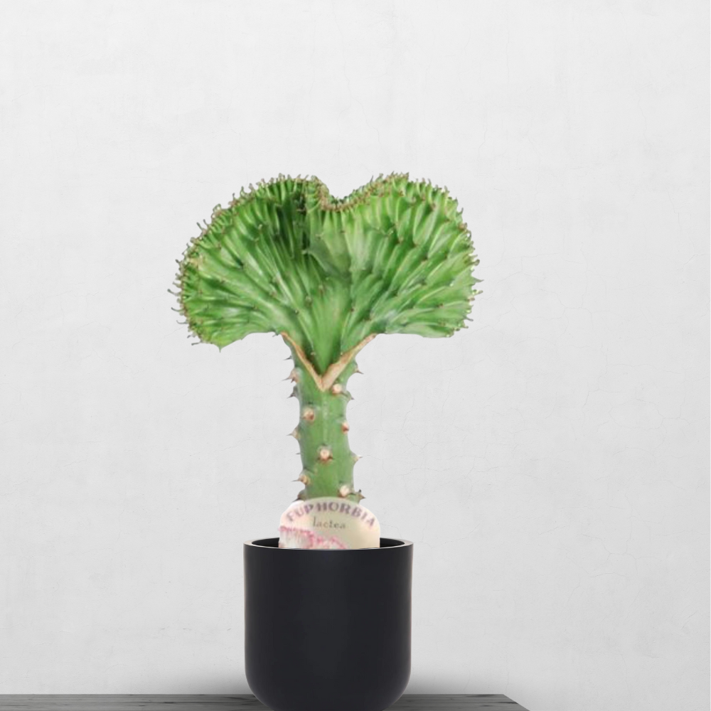 Grüne Euphorbia Lactea Cristata- ⭥35cm