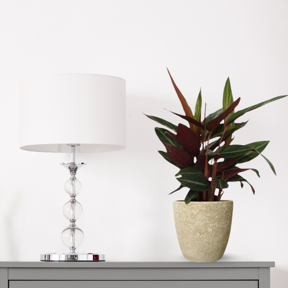 Calathea Stripestar - ⭥40cm