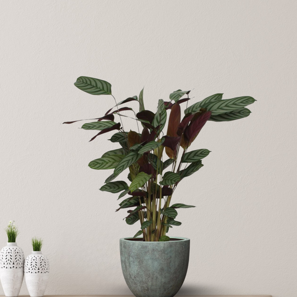 Calathea Compactstar - ⭥90cm