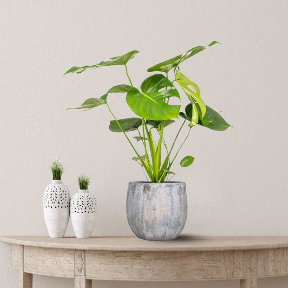 Monstera Deliciosa Tauerii - "Kompaktes Fensterblatt" - ⭥70cm