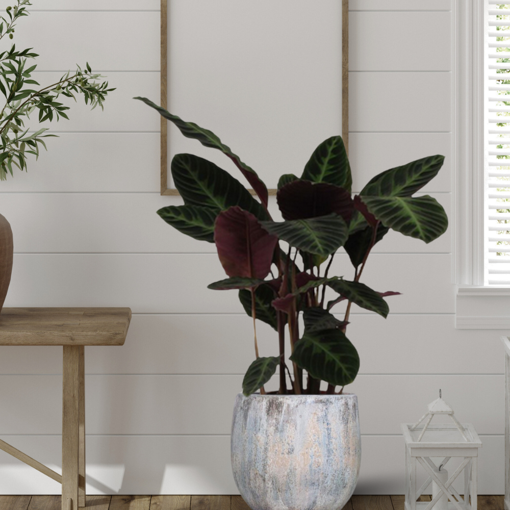 Calathea Warscewiczii - ⭥100cm