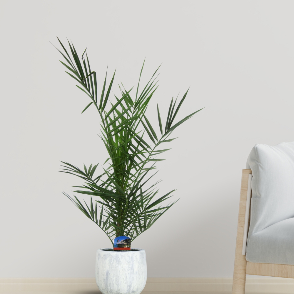Phoenix Canariensis - "Kanarische Dattelpalme" - ⭥80cm