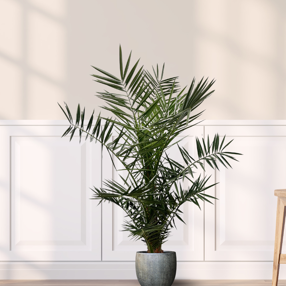 Phoenix Canariensis - "Kanarische Dattelpalme" - ⭥140cm