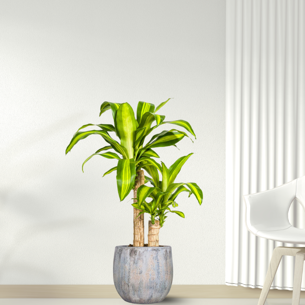 Dracaena Fragrans "Massangeana" - ⭥80cm