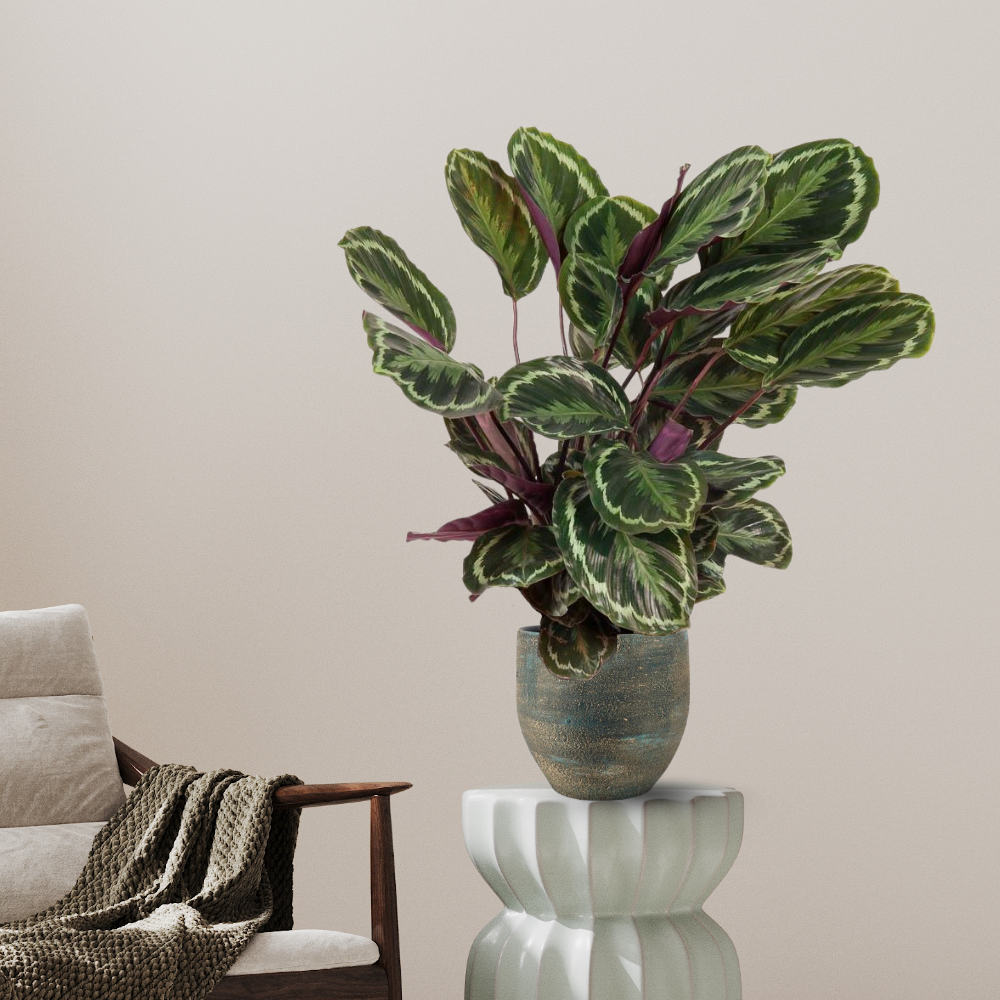 Calathea Medallion - ⭥80cm