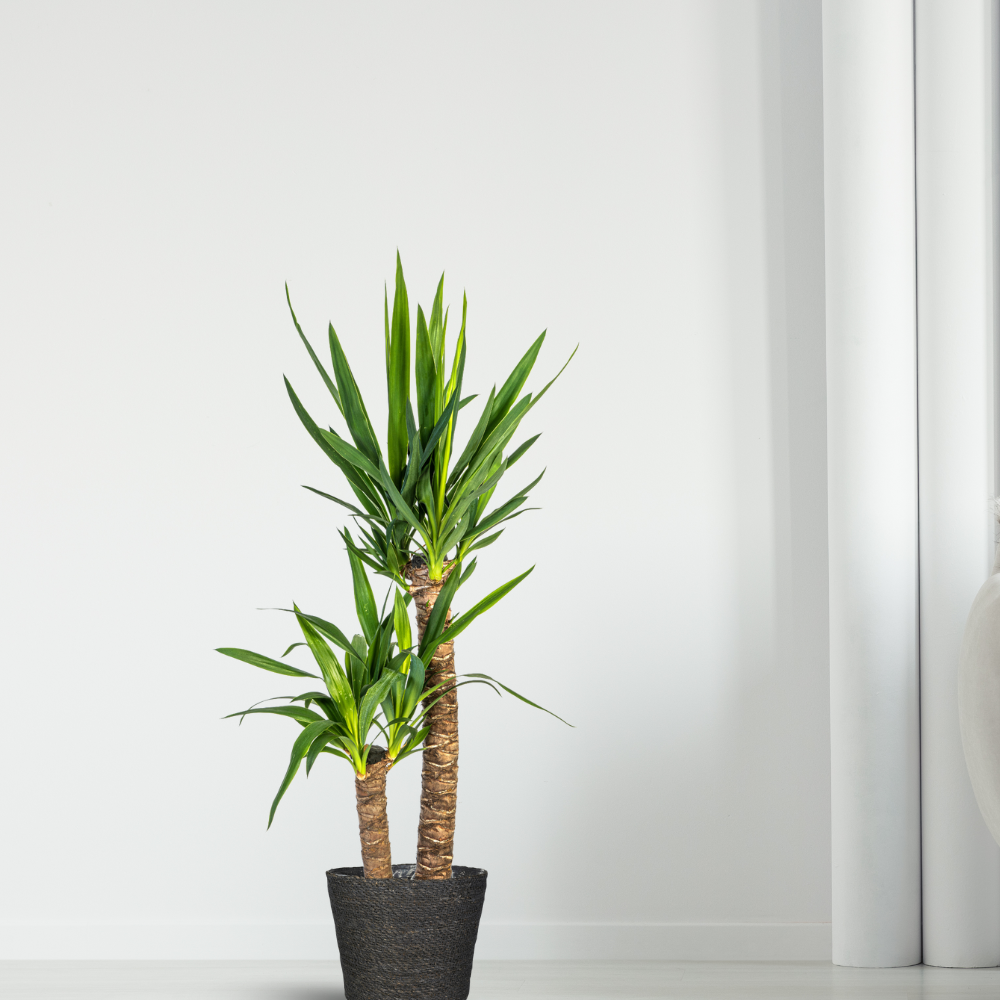 Yucca Elephantipes - "Palmlilie" - ⭥80cm