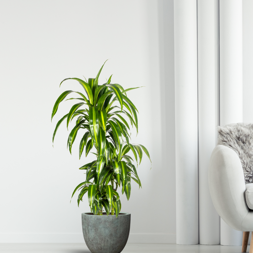 Dracaena Deremensis "Hawaiian Sunshine" - ⭥100cm