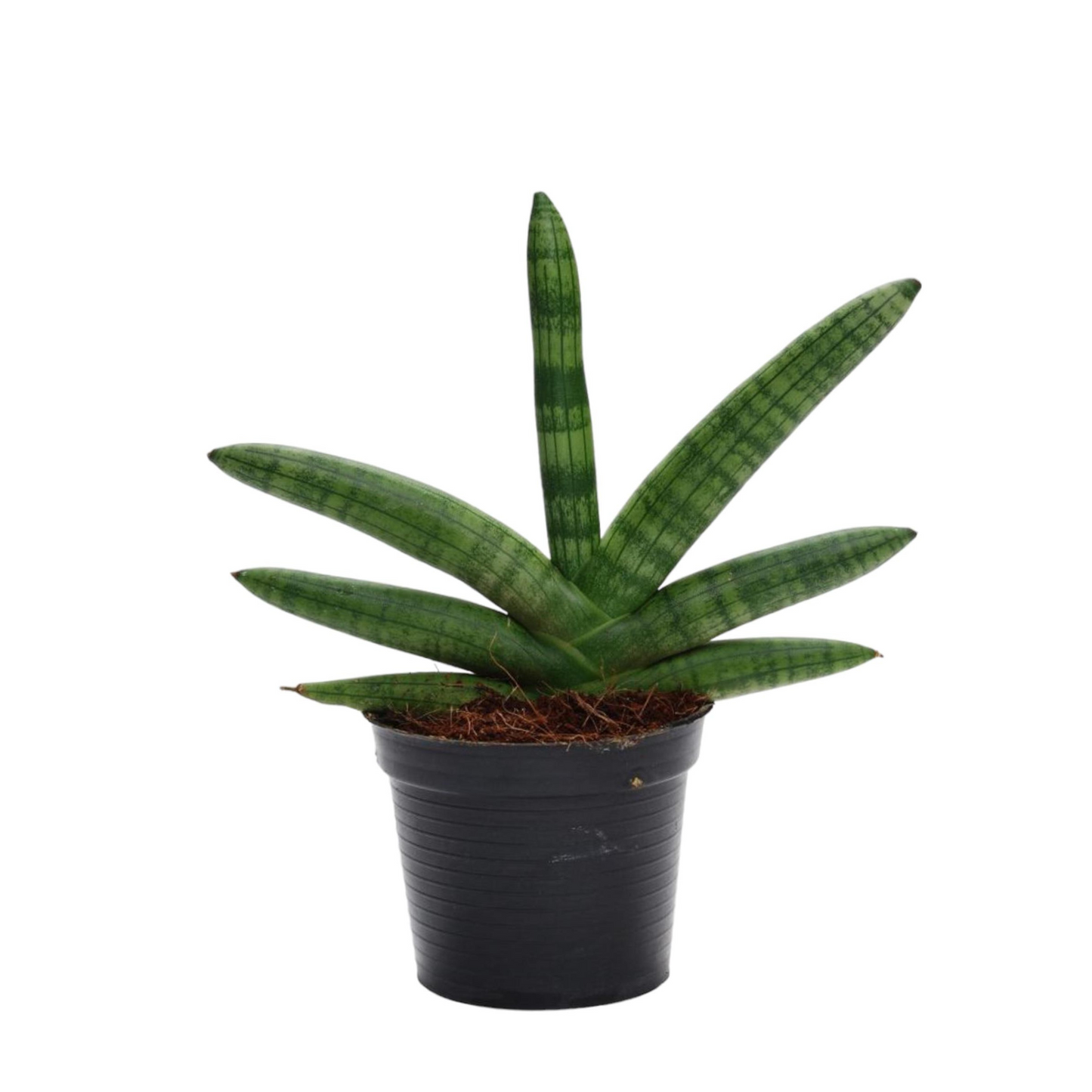Sansevieria "Skyline" - ⭥25cm
