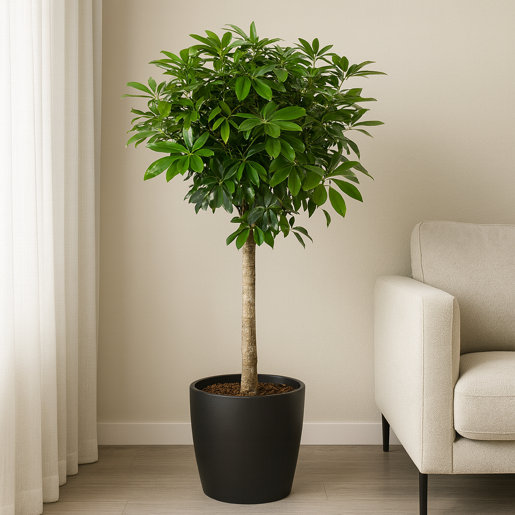 Strahlenaralie - 150cm - Schefflera  Zeitlose Zimmerpflanze mit Charakter  | grtnerfrische Zimmerpflanze kaufen  My Home Plant