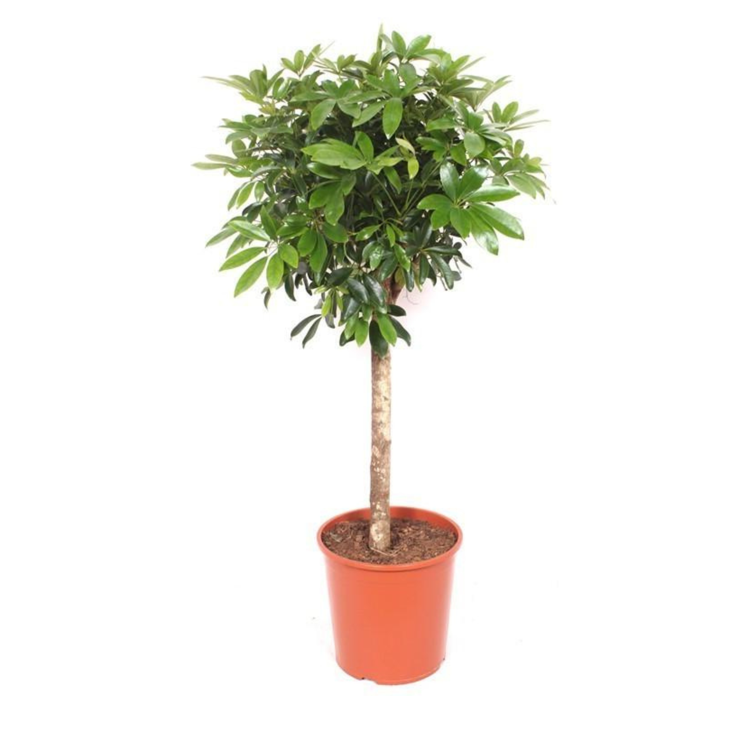Schefflera - "Strahlenaralie" - ⭥150cm