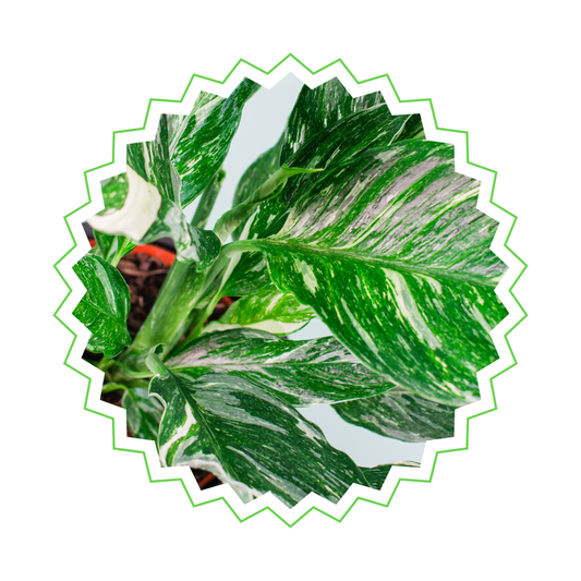 Spathiphyllum Diamond - "Einblatt" - ⭥40cm