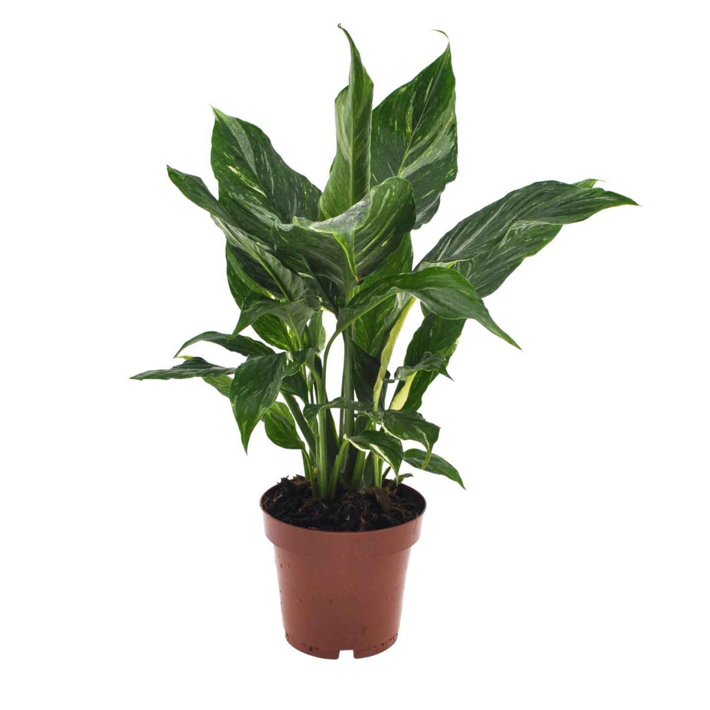 Spathiphyllum Diamond - "Einblatt" - ⭥40cm