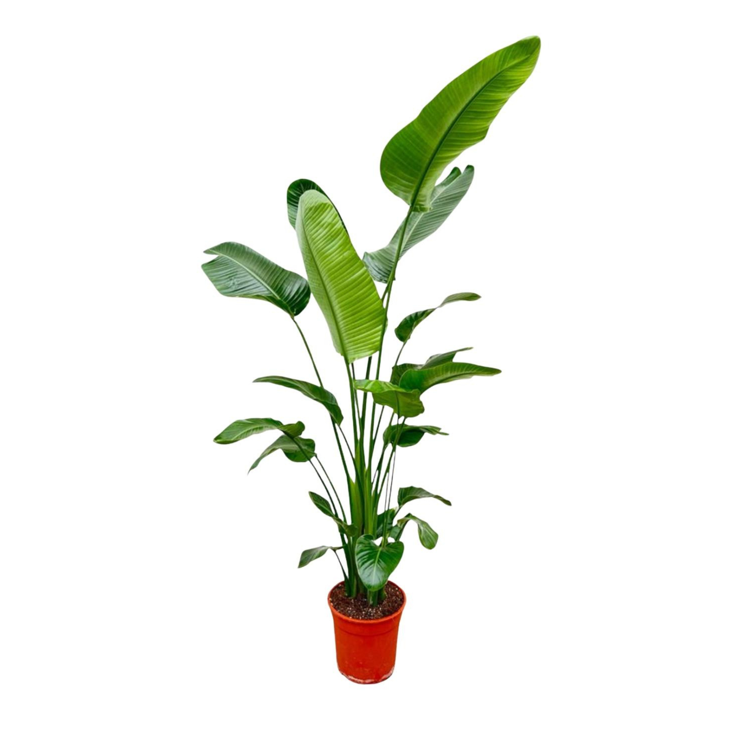 Strelitzia Nicolai - "Paradiesvogelblume" - ⭥190cm