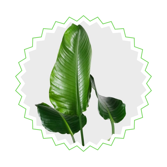 Strelitzia Augusta - "Weiße Paradiesvogelblume" - ⭥180cm