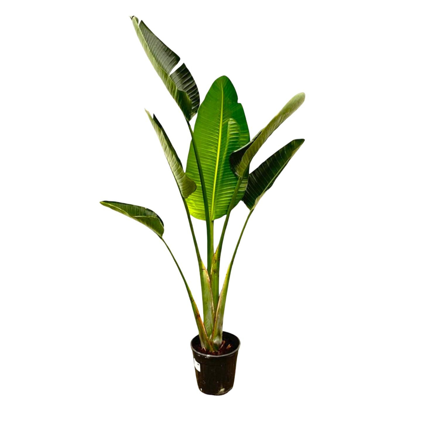 Strelitzia Augusta - "Weiße Paradiesvogelblume" - ⭥180cm