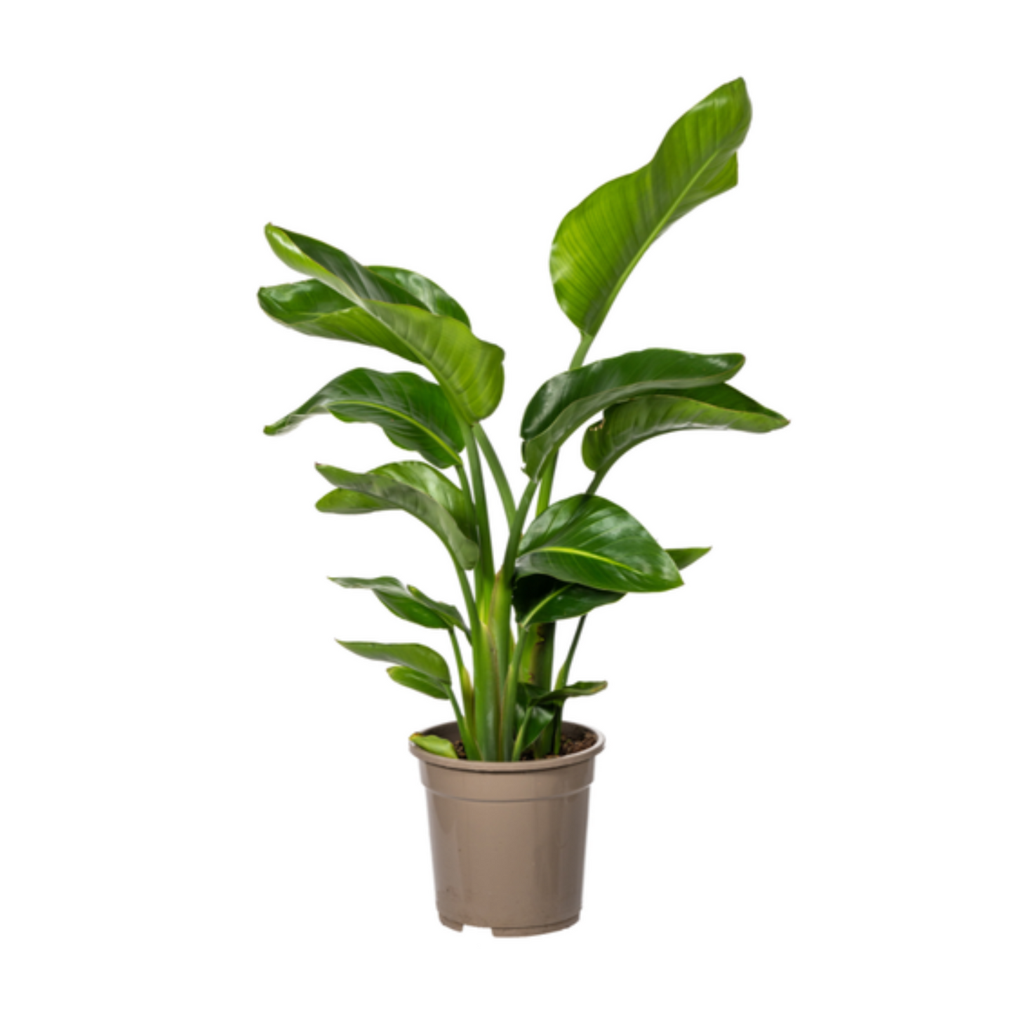 Strelitzia Nicolai - "Paradiesvogelblume" - ⭥100cm