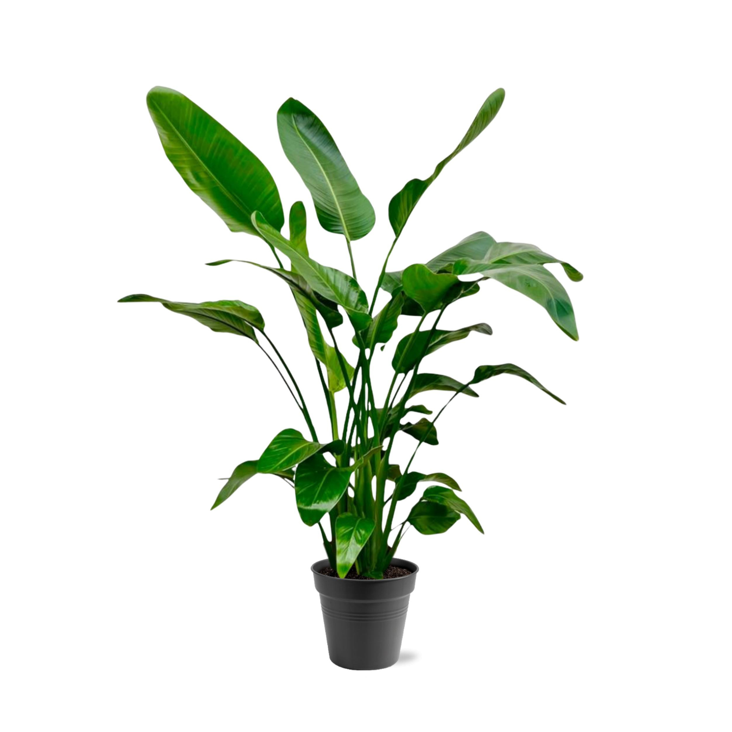 Strelitzia Nicolai - "Paradiesvogelblume" - ⭥145cm