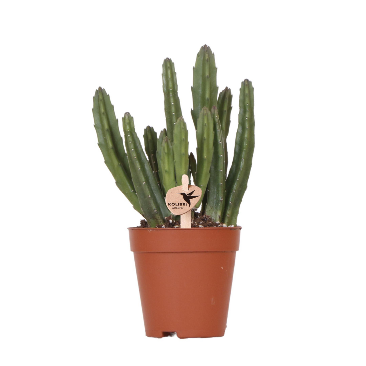 Sukkulente Stapelia - "Aasblume" - ⭥20cm